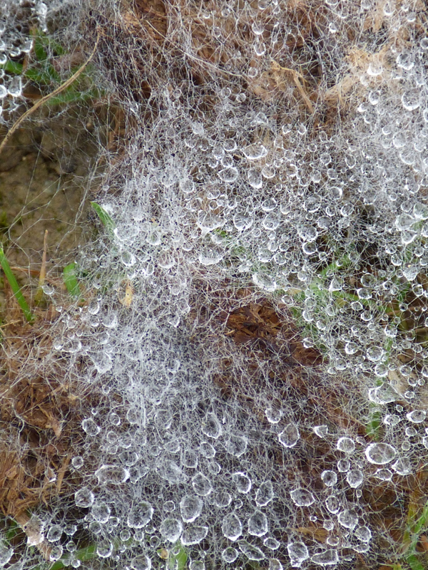 Joli voyage incongru